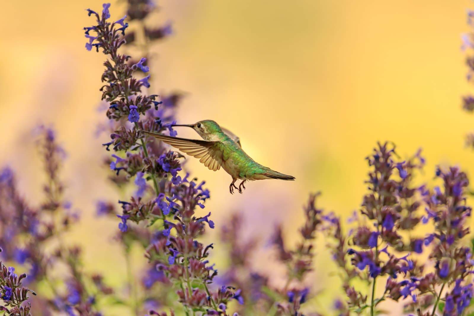 hummingbird with lavender