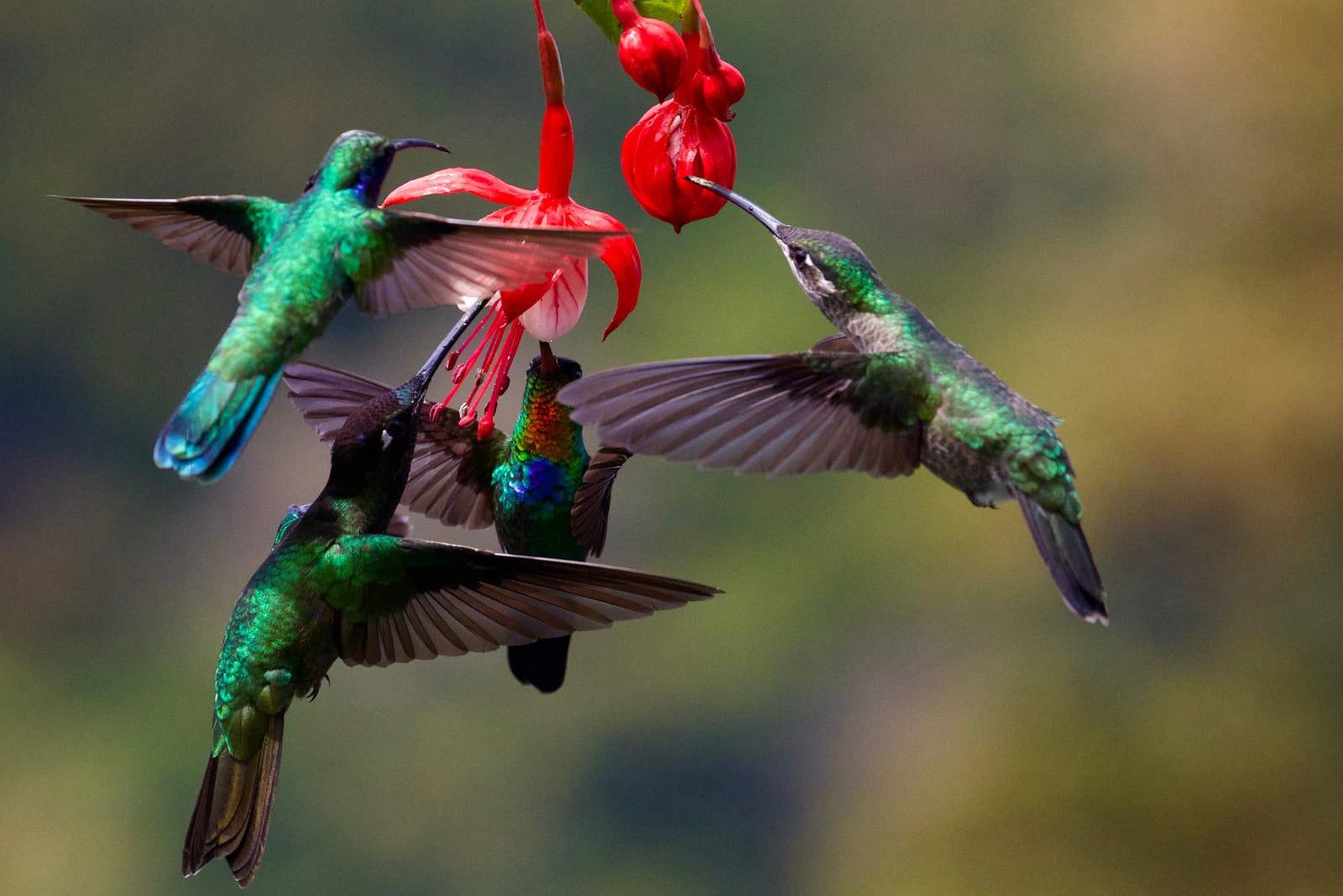 group of hummingbirds at red flower