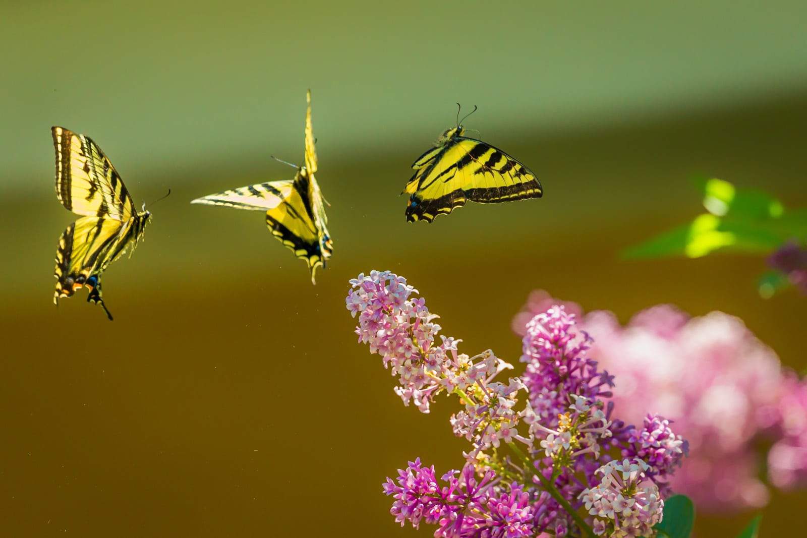 butterflies on flowers