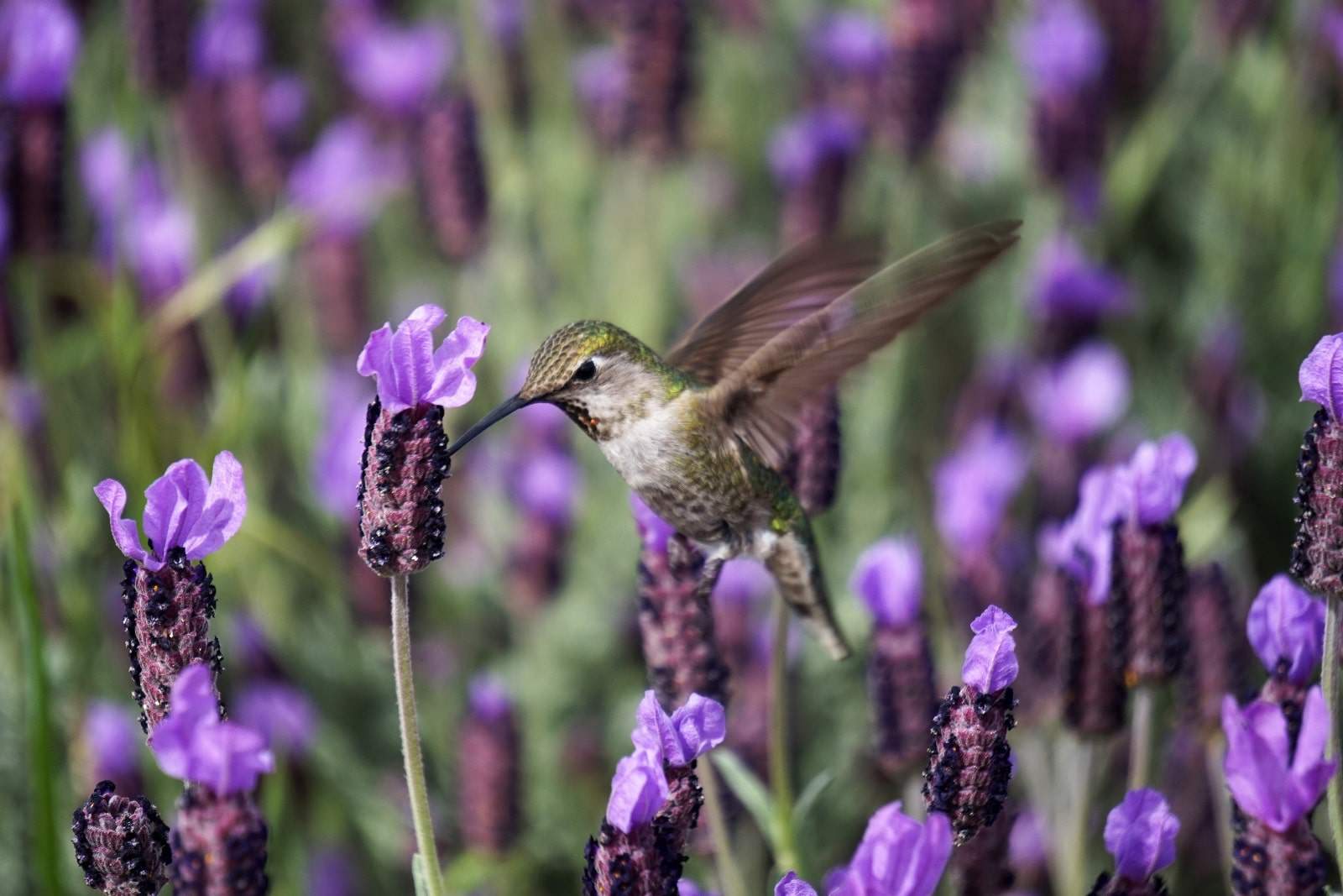 hummingbird with purple flowers