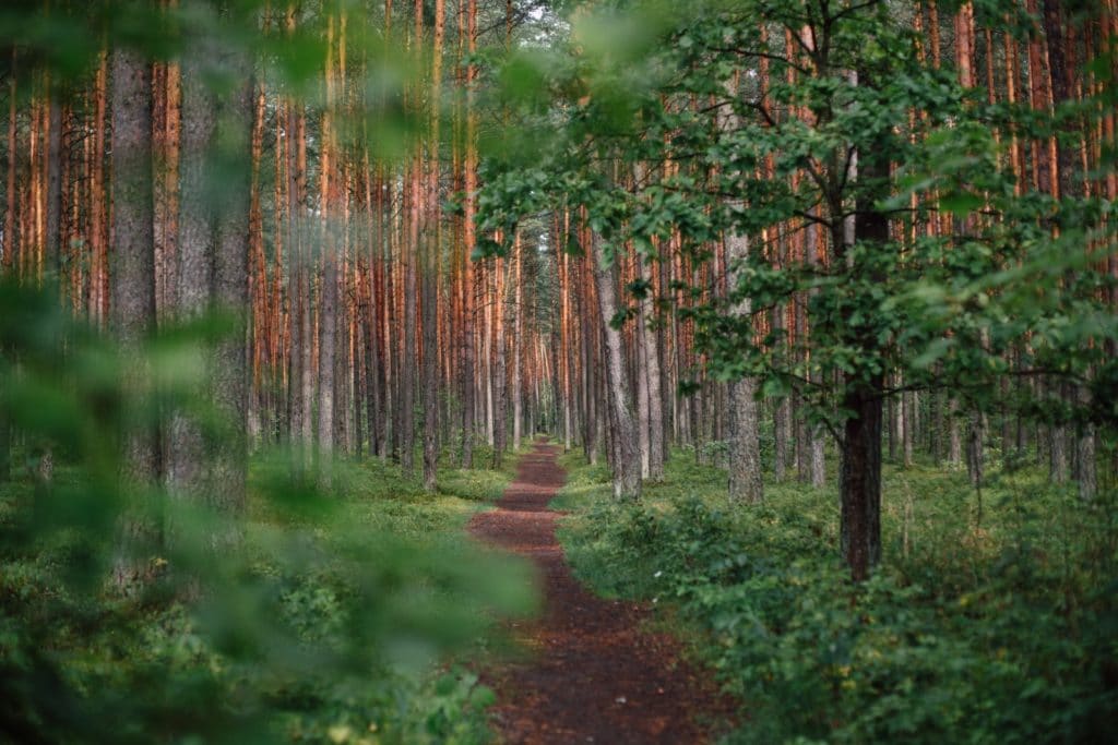 trail in green, green woods