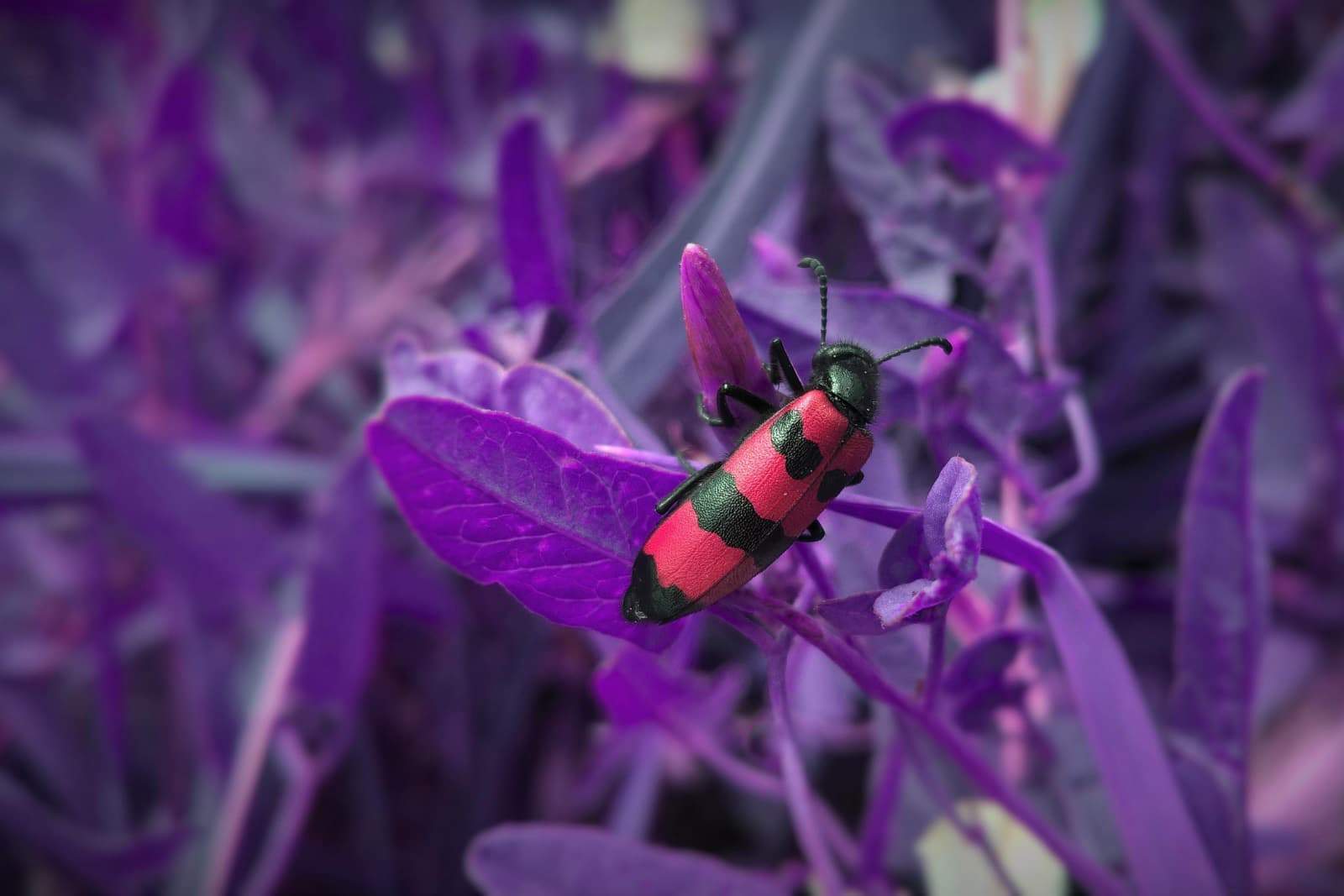 red bug on purple flowers