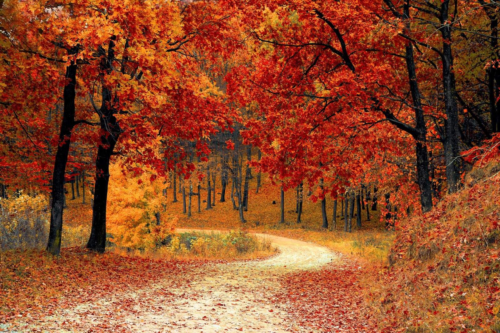 colorful autumn image