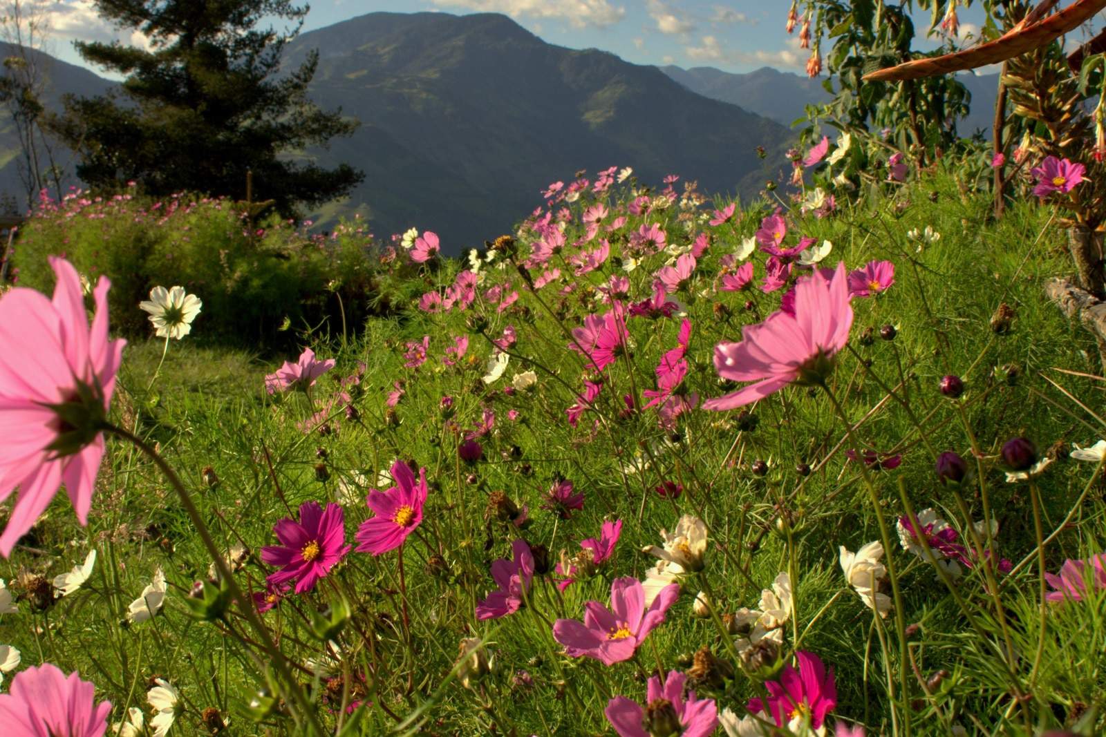 field with pink and white wild flowers