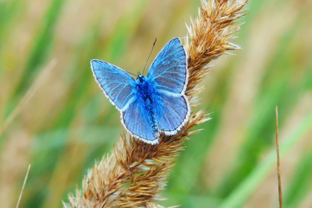 blue butterfly on brown grass stem