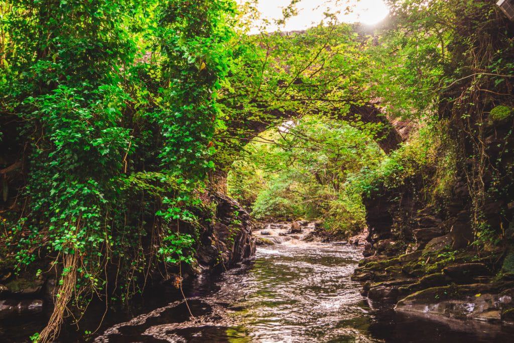 river under green bridge