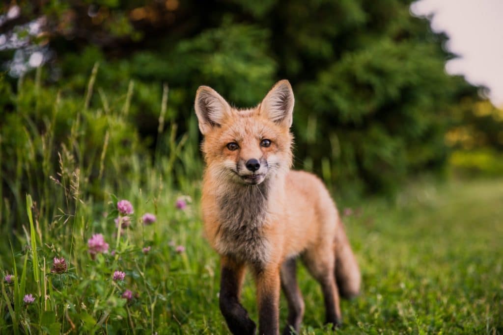 fox trotting towards you in a green field