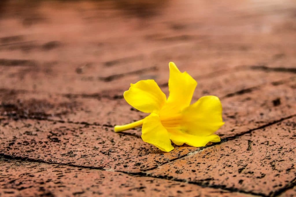 golden flower on red brick cobblestones