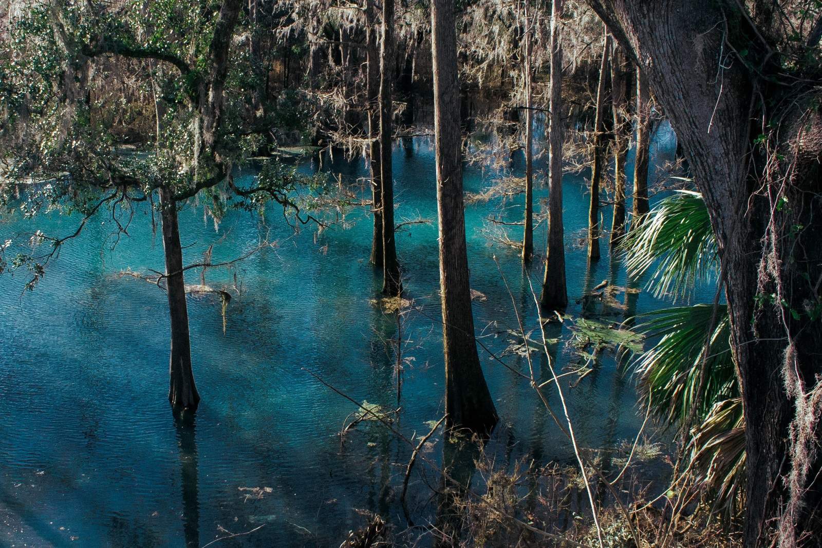 tree stand in clear blue river