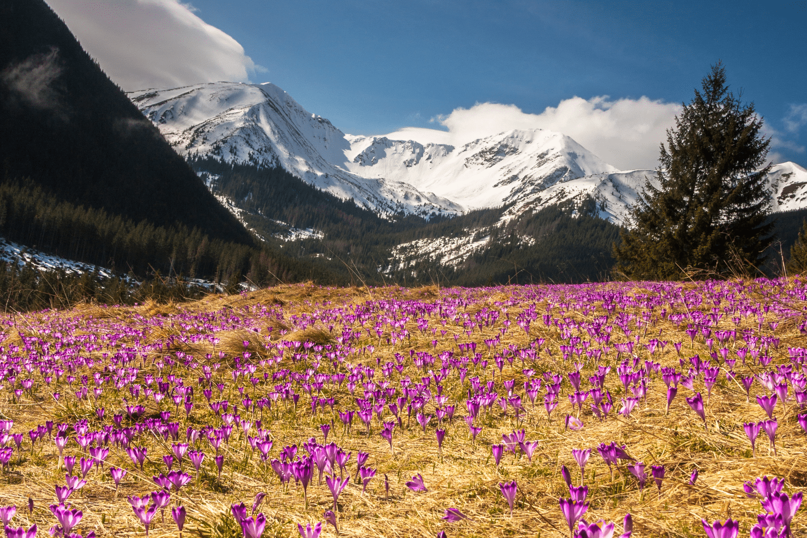 mountain field of purple wildflowers