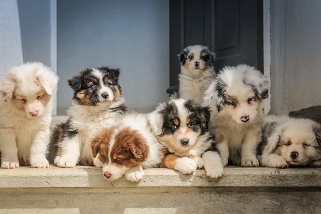 fluffy white puppy dogs