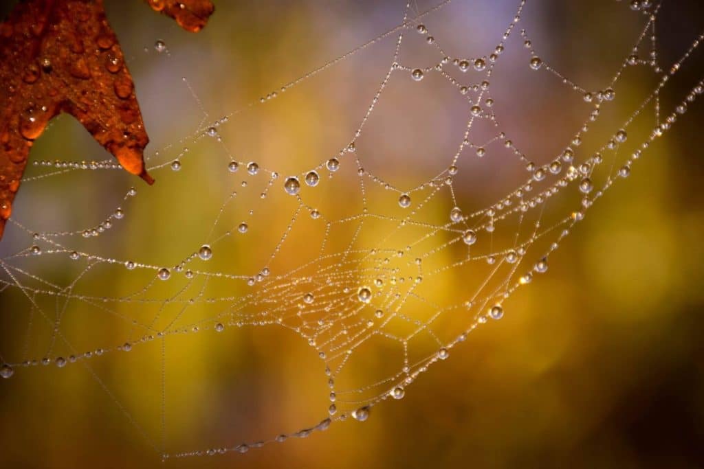 colorful image of spider web in the mist