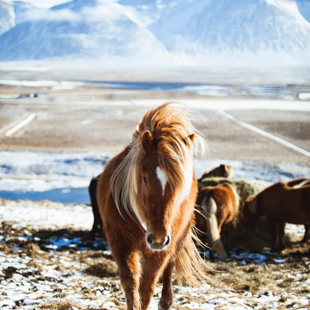 horse with long mane trotting towards us with snow in the background