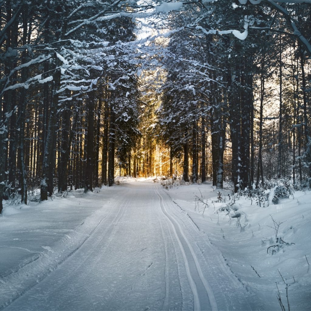 snowy, tree-lined country lane