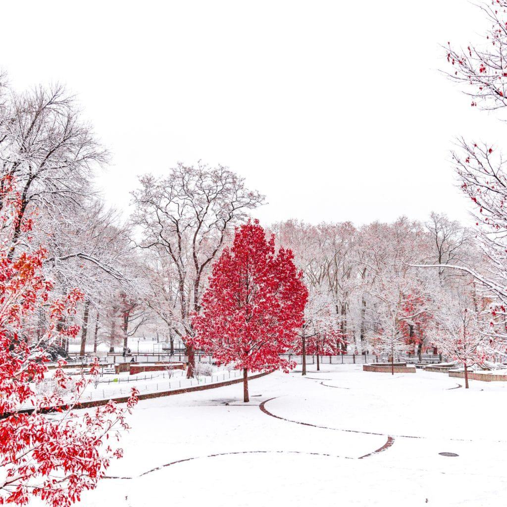 red tree in white snow