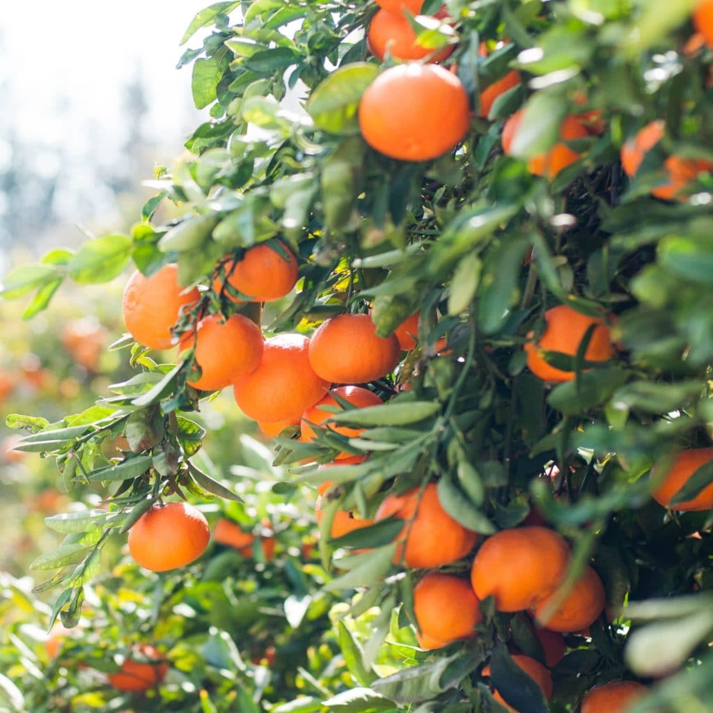 brightly colored tangerines on a green leafy tree