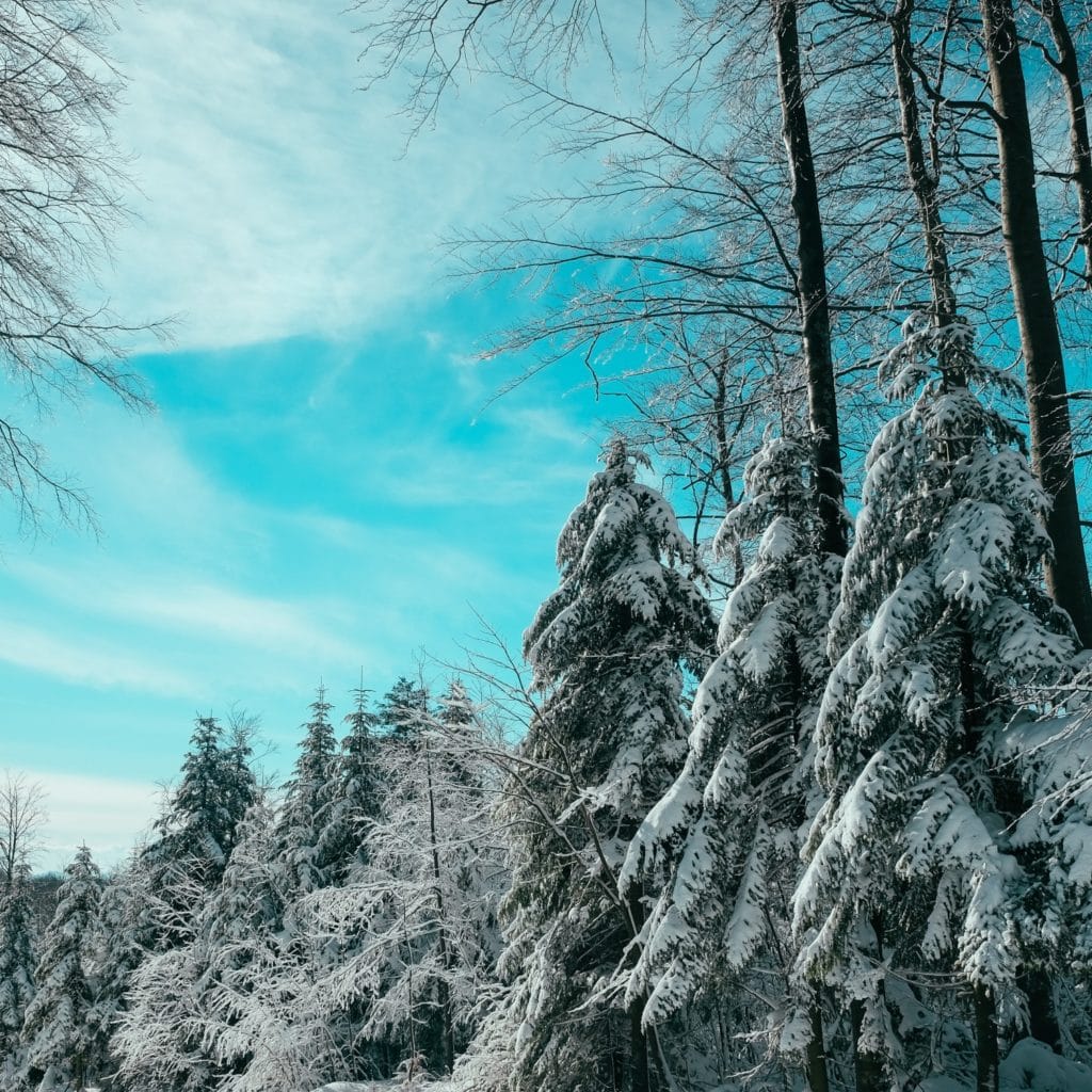 line of snow covered majestic evergreens