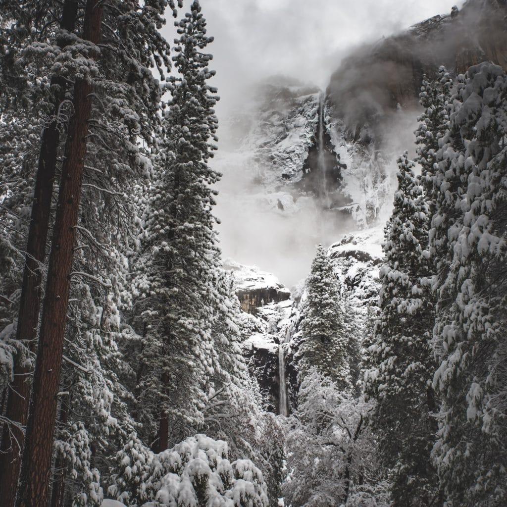 snowy avalanche in a tree-lined valley