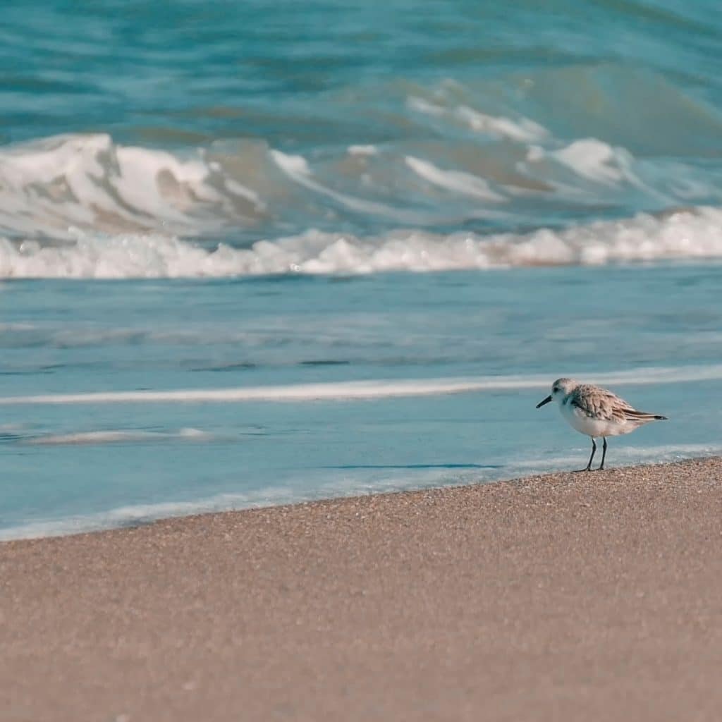 single bird on a seashore