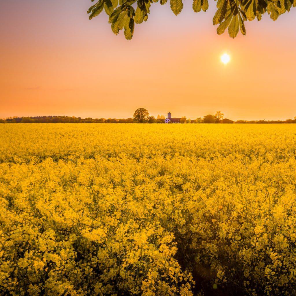 sunset over yellow field