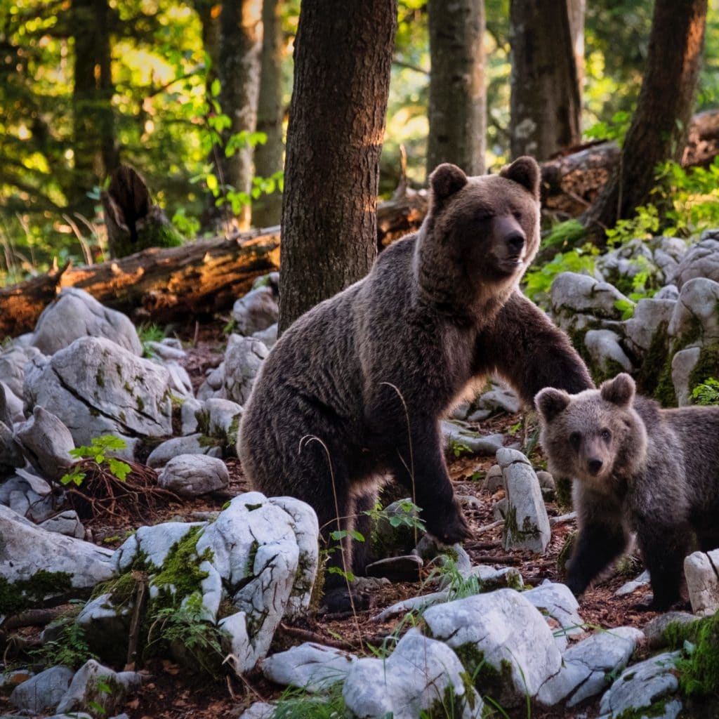 mama bear and her cub on rocks