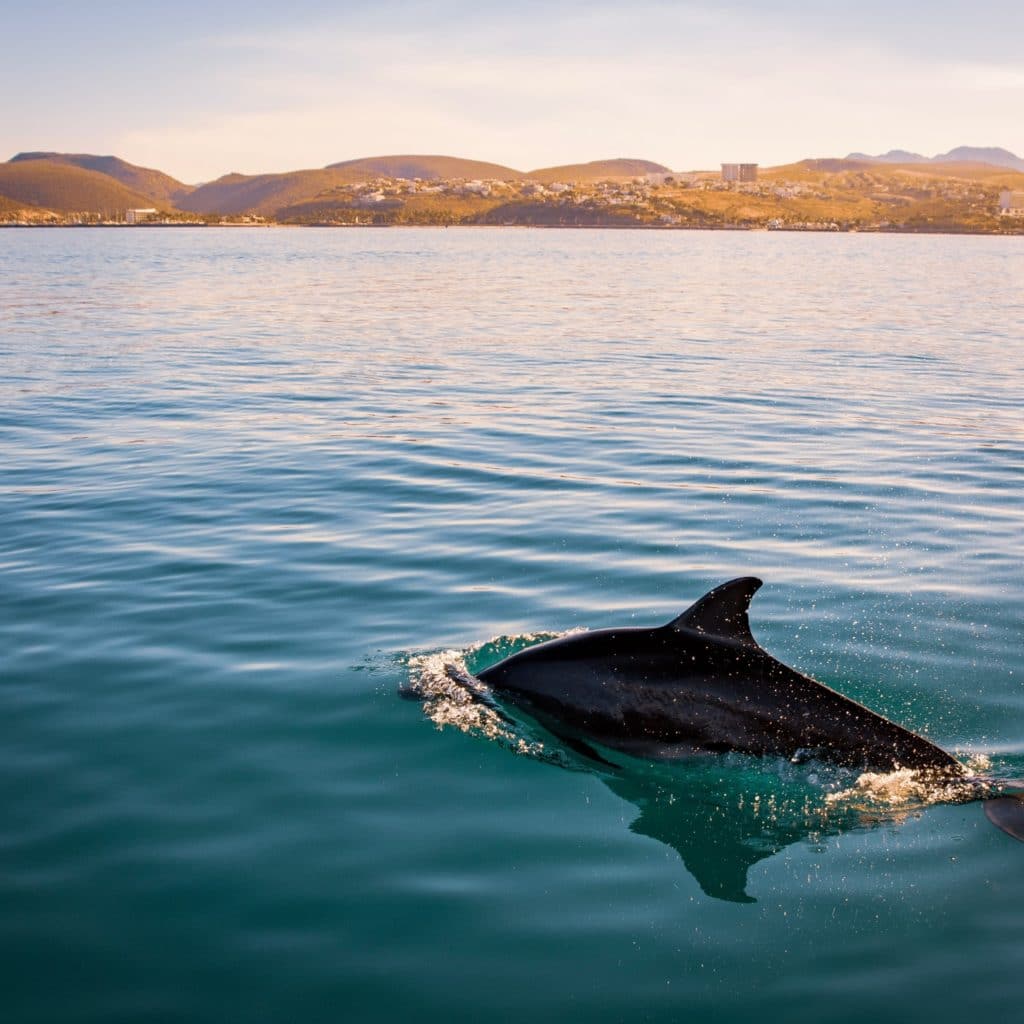 dolphin swimming towards shore