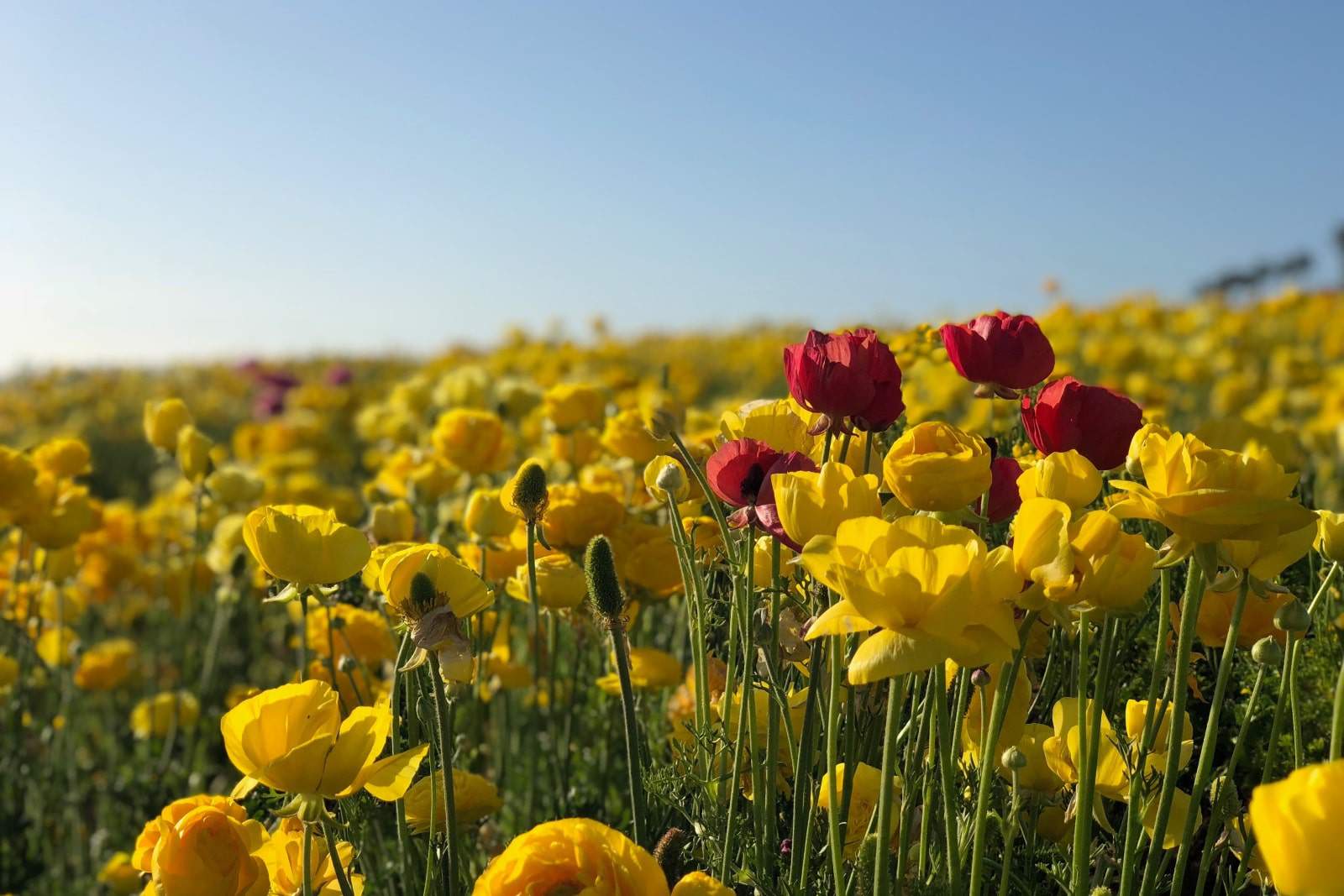 landscape photo of red and yellow flowers