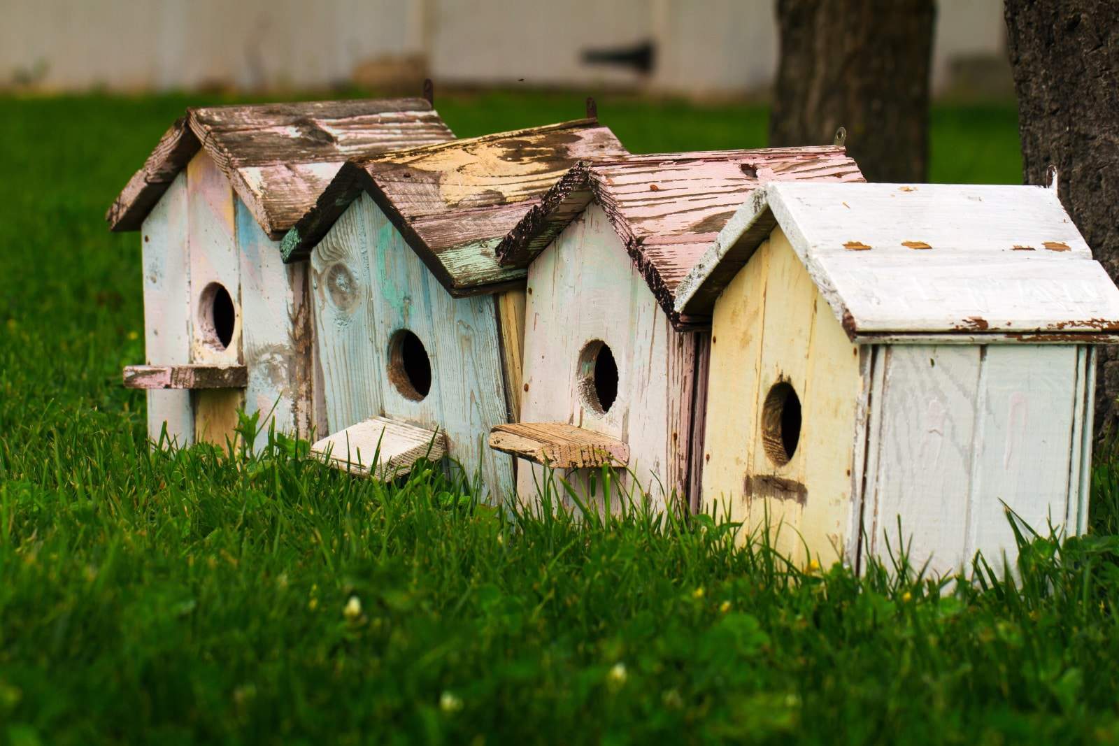 four bird houses lined up