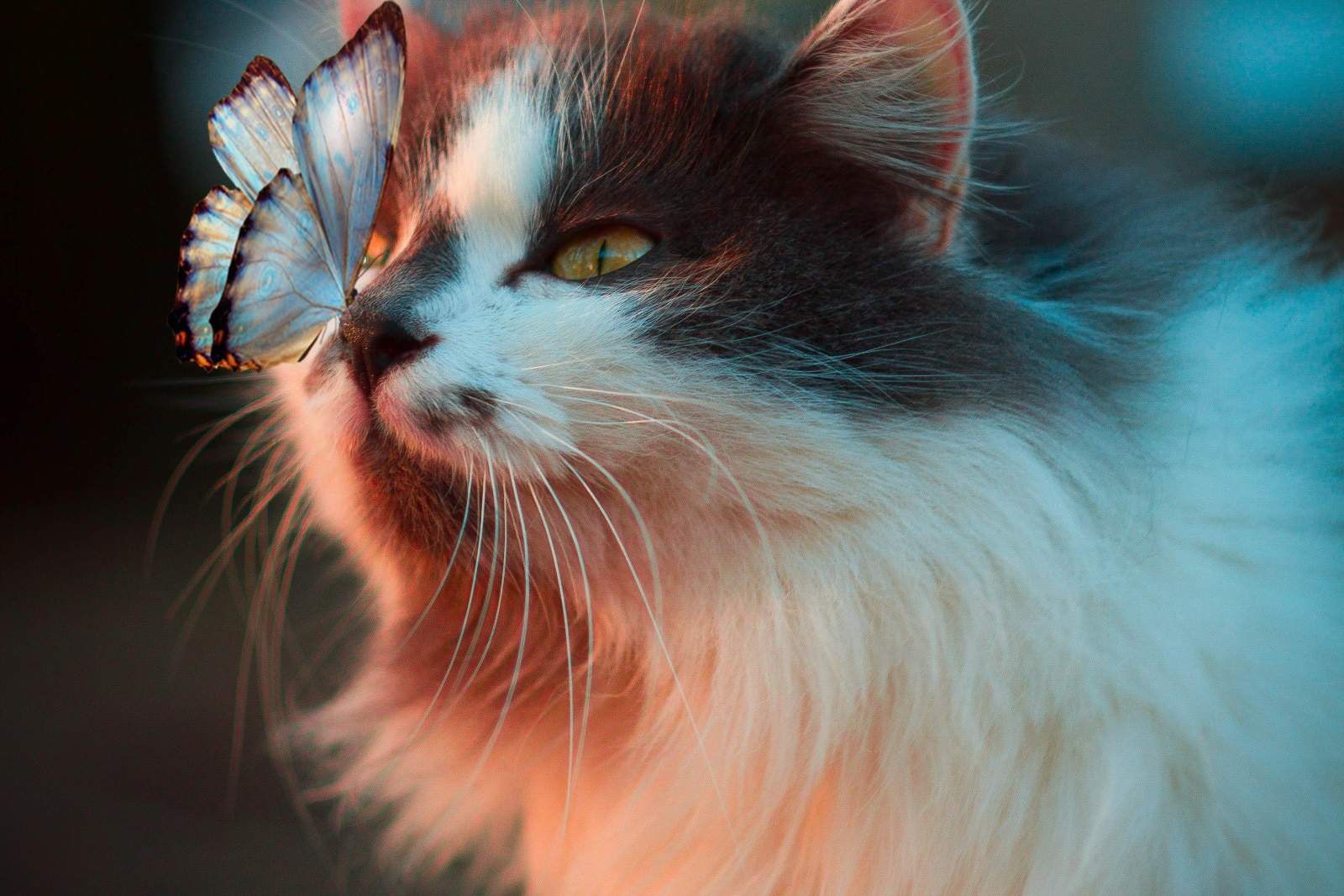 cat with butterfly landing on its nose