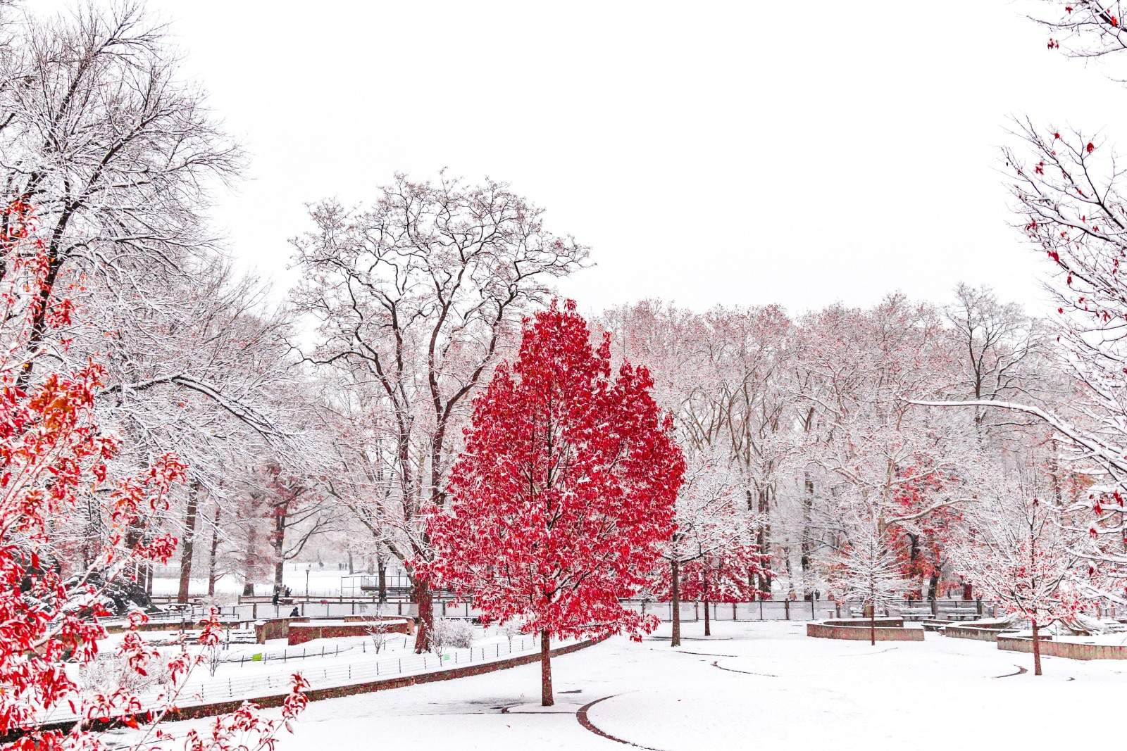 red trees against snow covered park