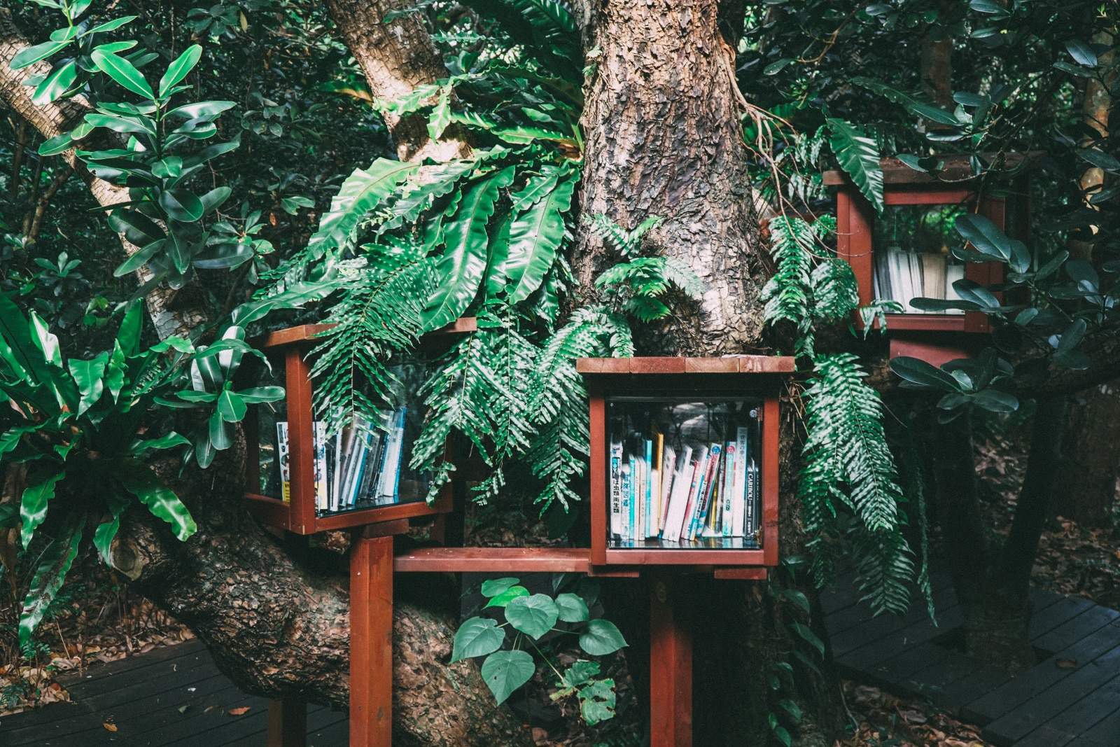 books in a treehouse