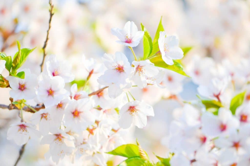 spring flowers white