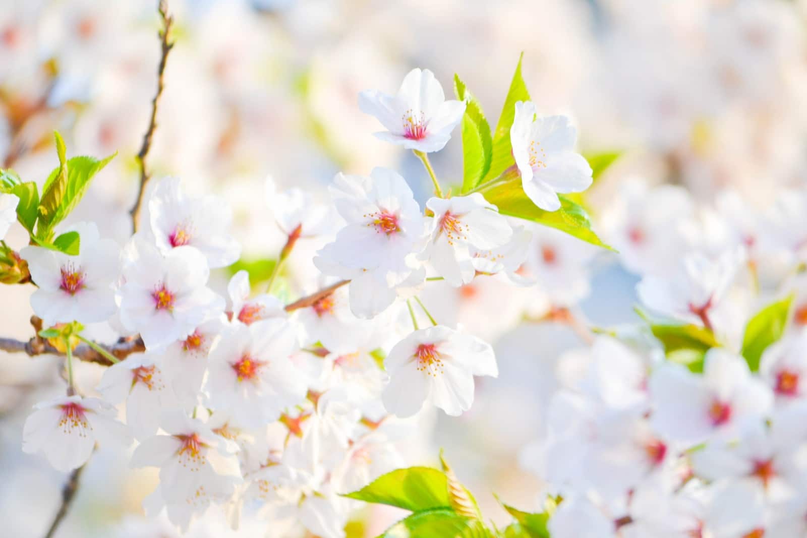 spring flowers white