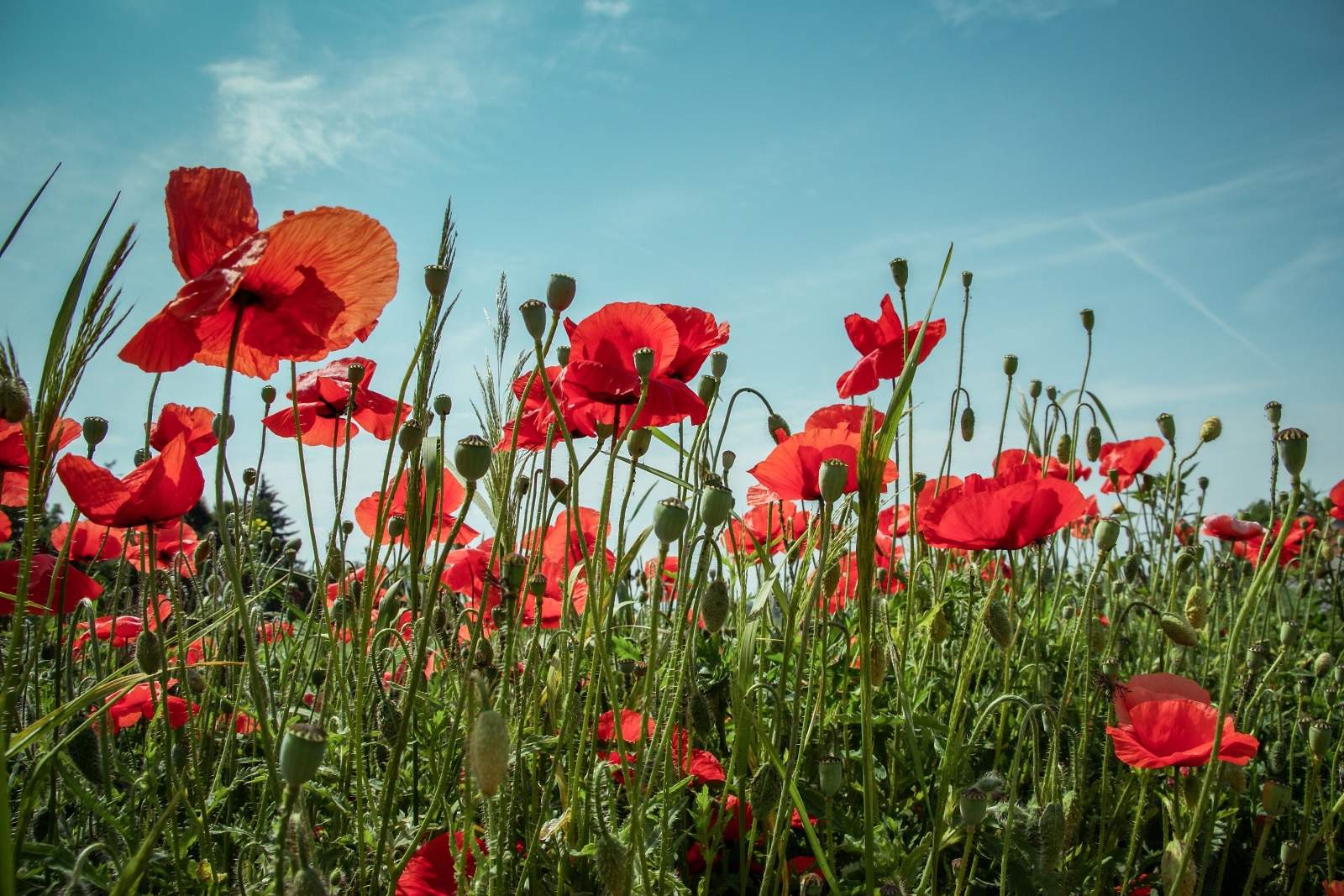 poppy field in red and green