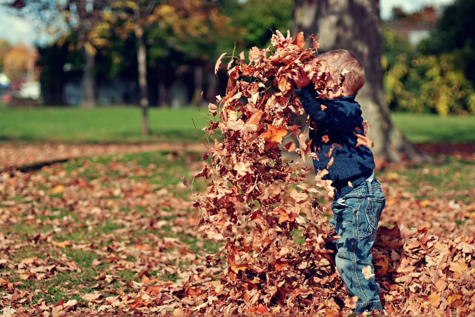 boy playing in leaves