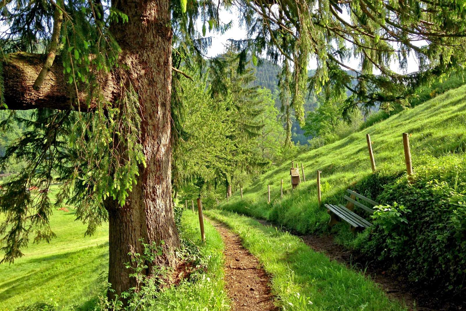 lush green path through a wooded and grassy lane