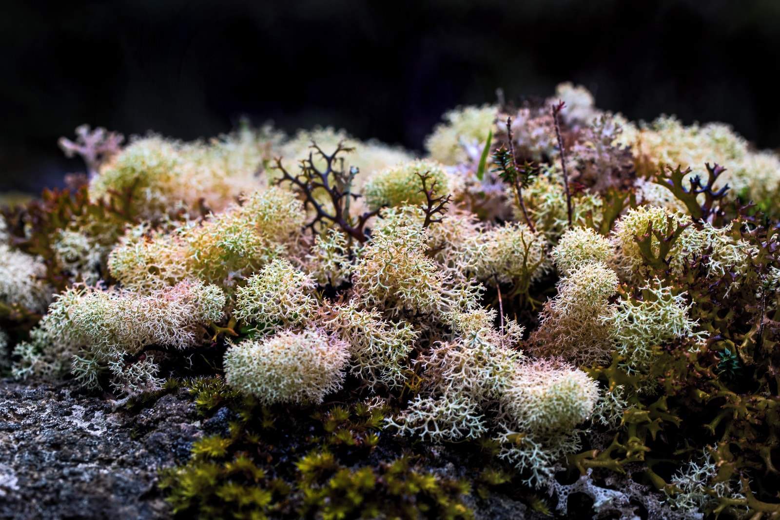 up close colorful image of moss