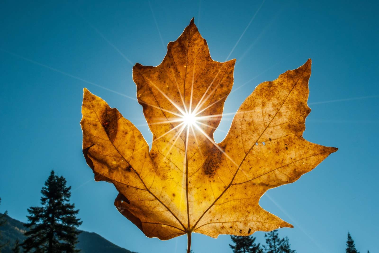 sun shining through a leaf