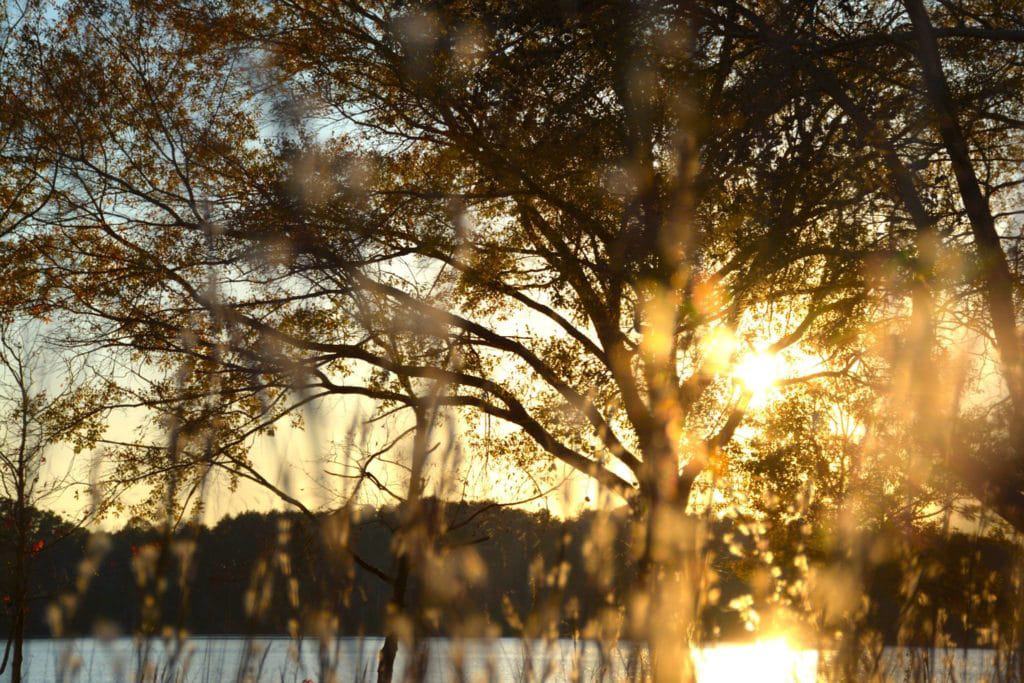 sun poking through winter trees