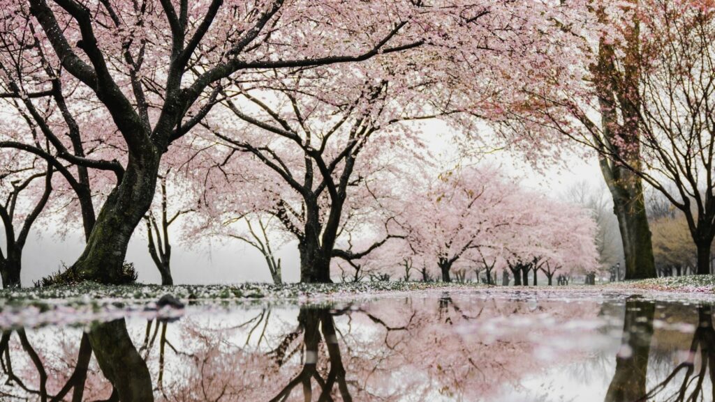 cherry trees in reflection