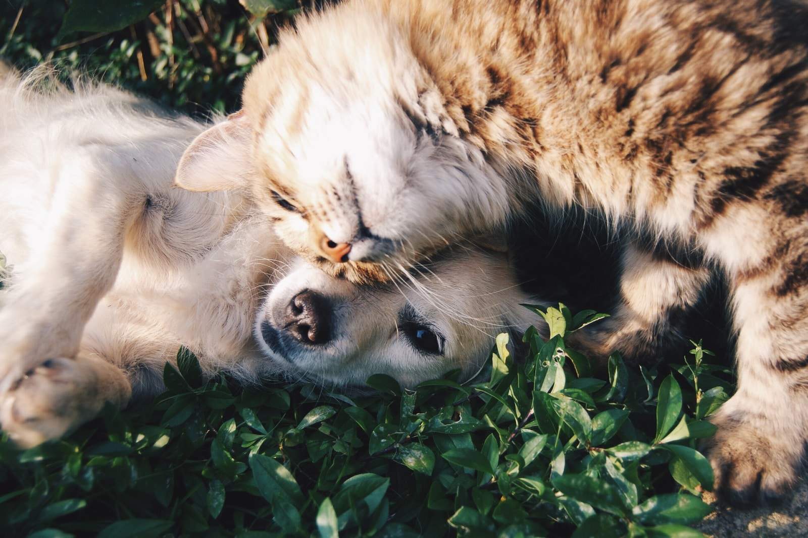 kitten and puppy snuggling together