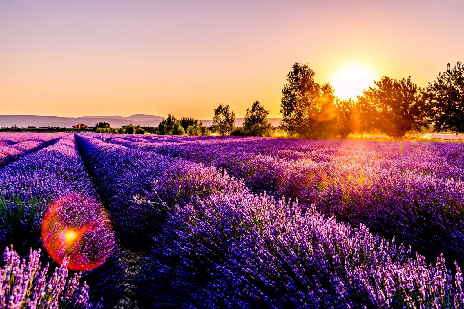 lavender plants in field with setting sun