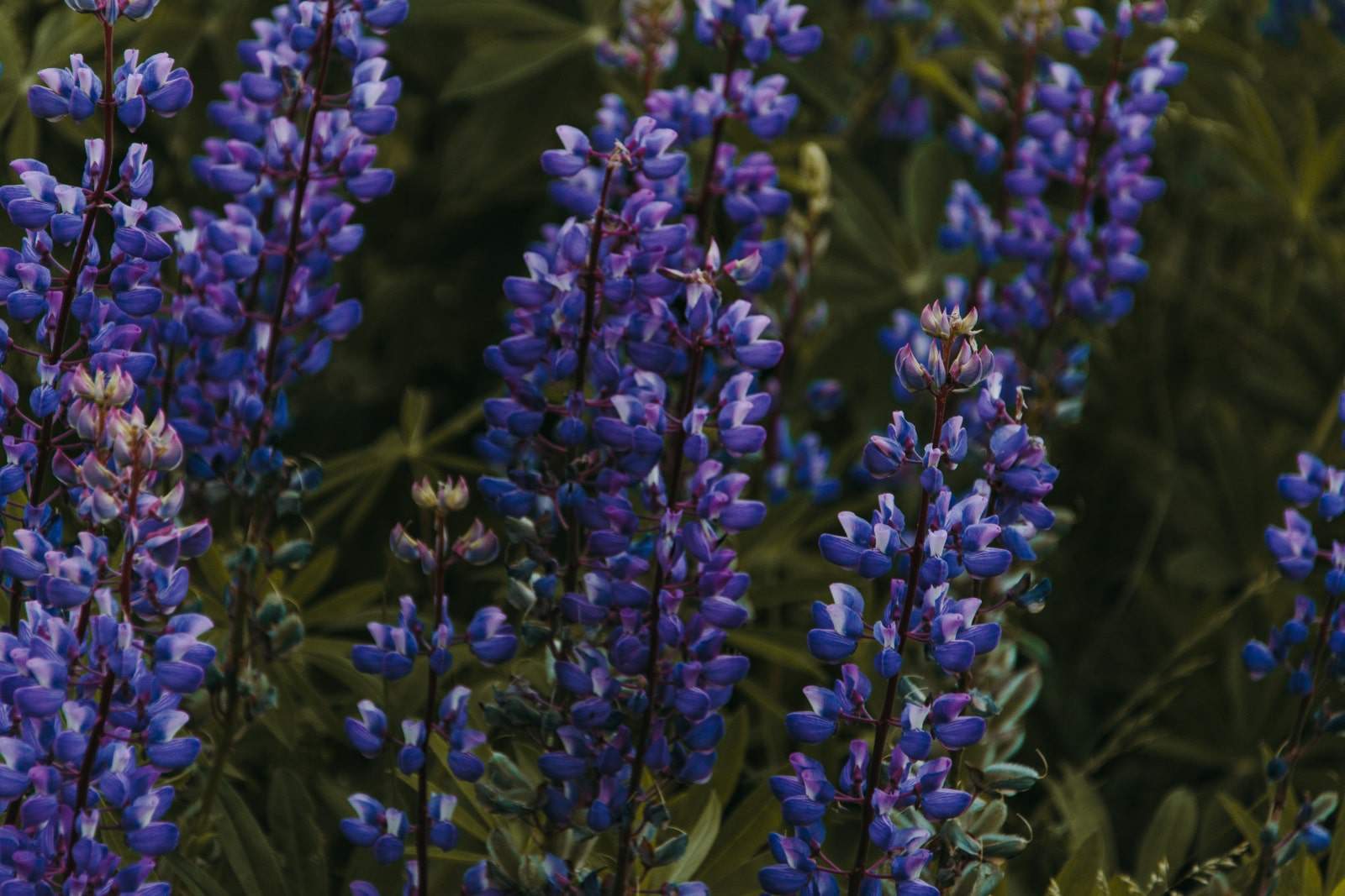 up close shot of purple blossoms on long stems