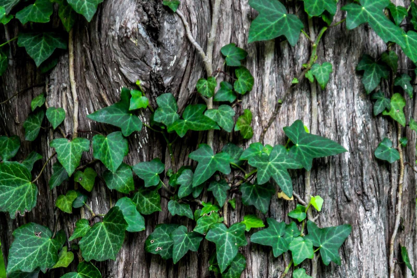 english ivy on a textured tree trunk with a knot