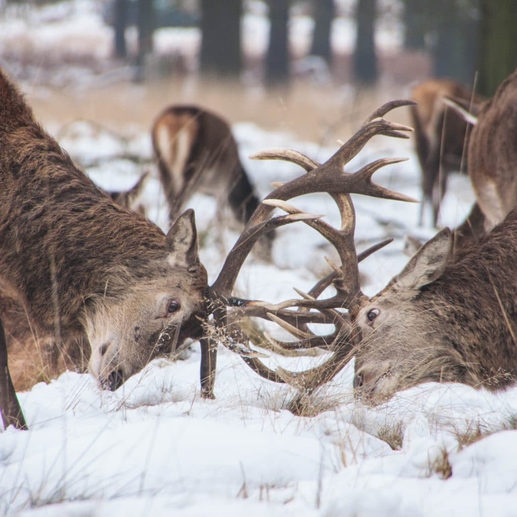 elk battling with their horns