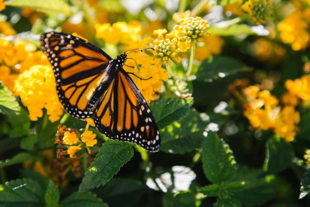 orange and black butterfly on yellow flowers