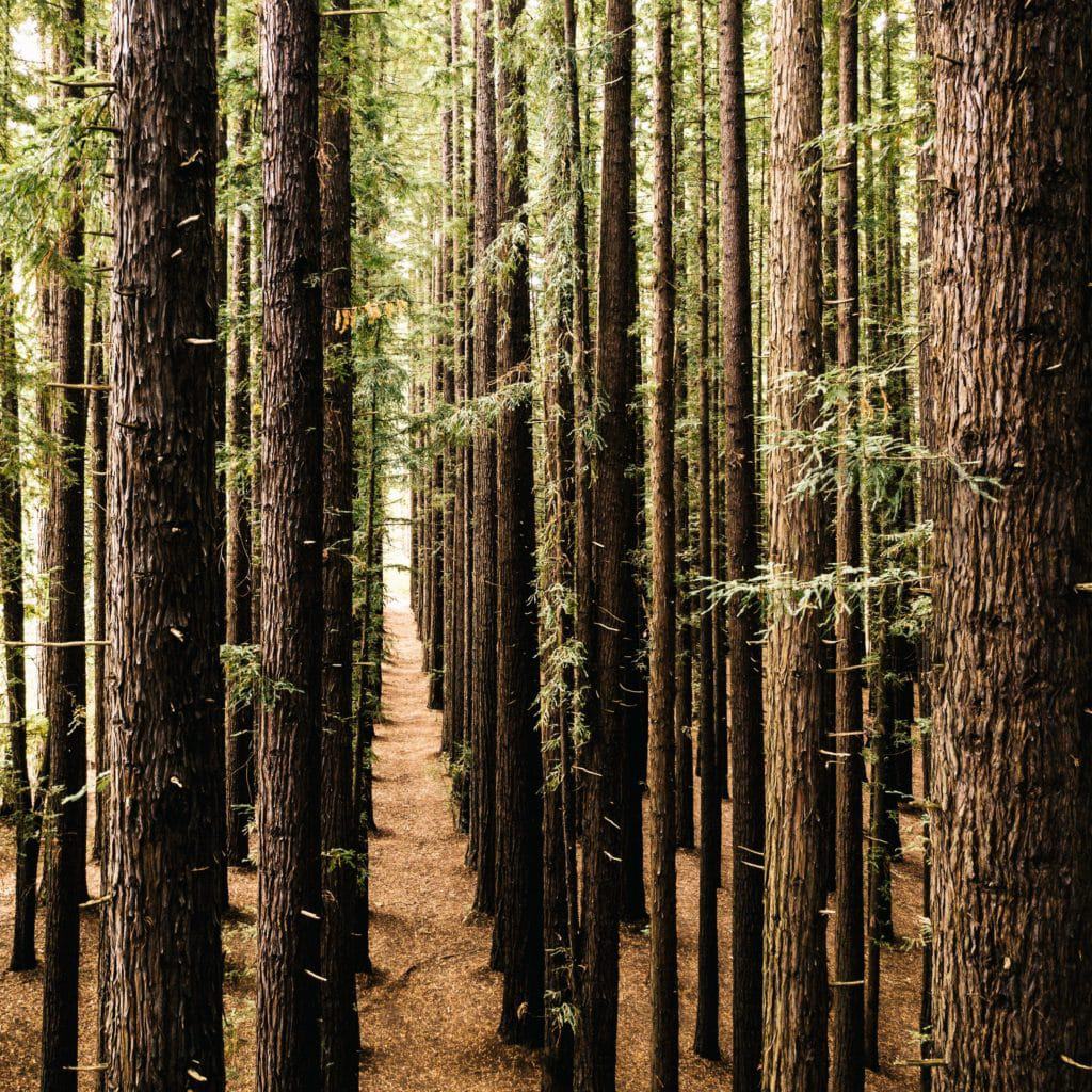 stand of tall pine trees symmetrically arranged