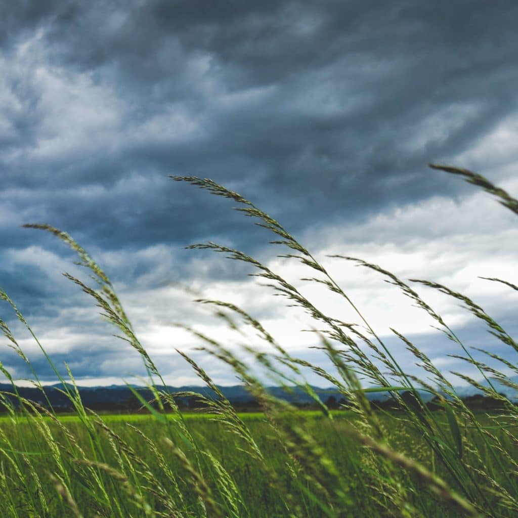 stormy sky, grassy field