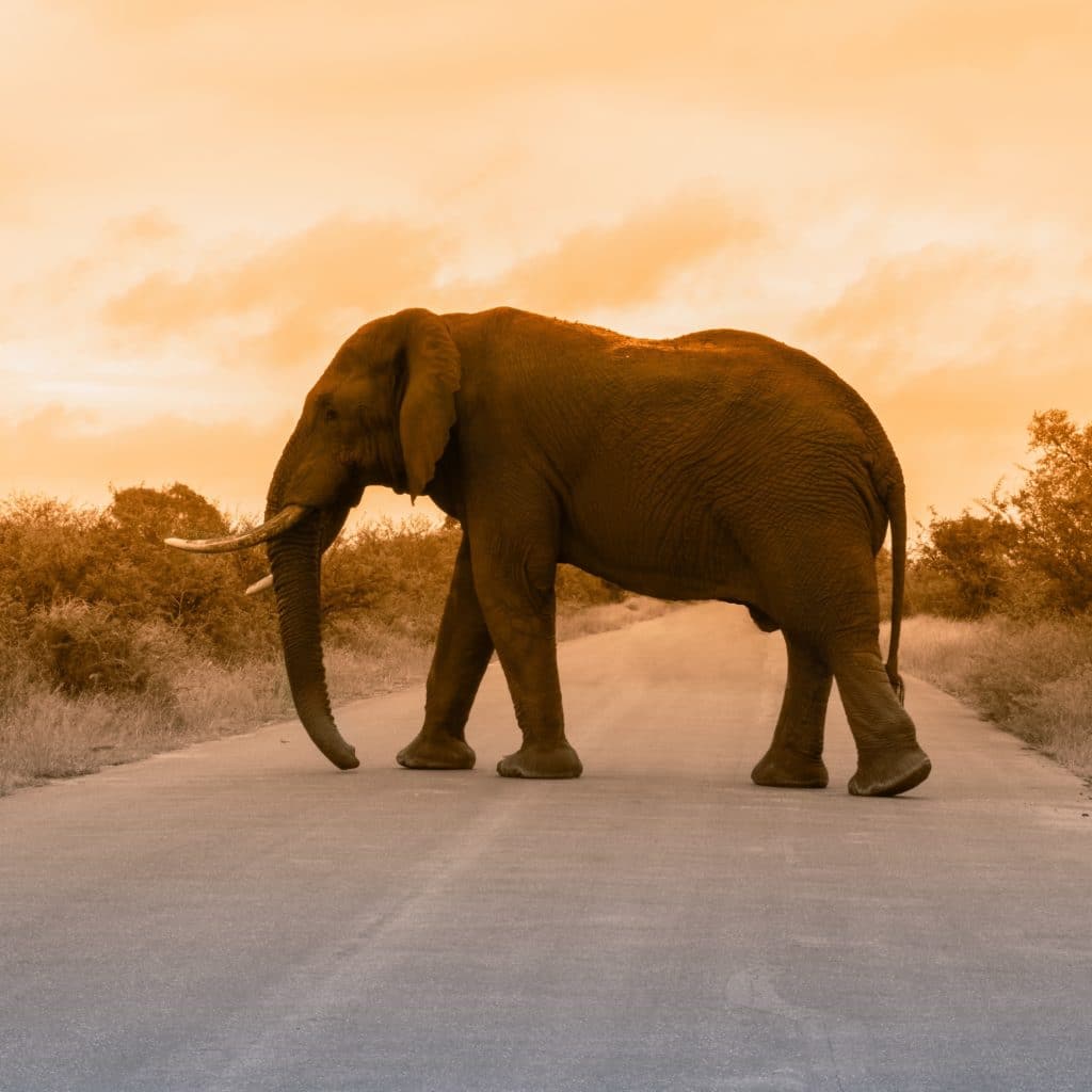 majestic elephant crossing in front of sunset