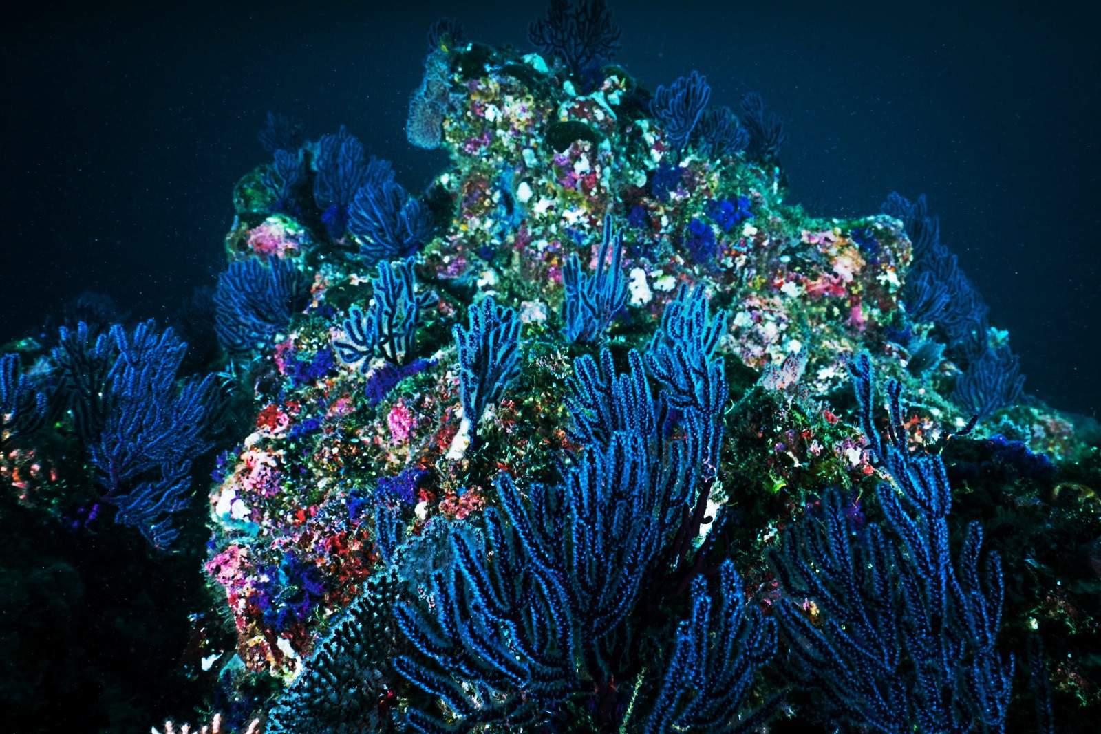 blue and colorful underwater reef picture